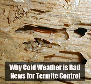 Varsity Termite and Pest Control Services in Phoenix AZ
