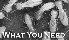 Treating Termites Mesa AZ- Varsity Termite and Pest Control