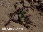 All About Ants- Varsity Termite and Pest Control