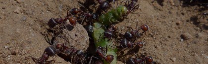 All About Ants- Varsity Termite and Pest Control