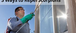 3 Ways to Repel Scorpions - Varsity Termite and Pest Control