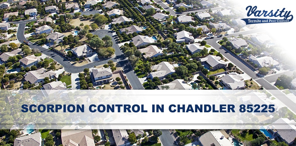 Protecting Chandler 85225 Homes From Scorpions