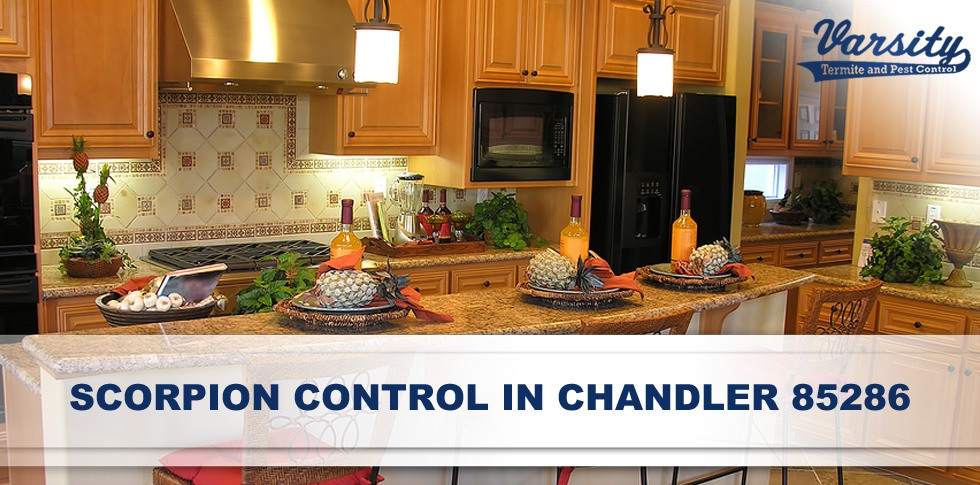 Varsity Can Help Get Rid Of Scorpions In Your Chandler 85286 Home