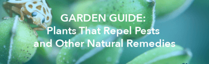 Garden Guide: Plants That Repel Pests and Other Natural Remedies - Varsity Termite and Pest Control