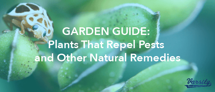 Garden Guide: Plants That Repel Pests and Other Natural Remedies - Varsity Termite and Pest Control