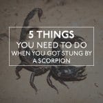 Scorpion Stung