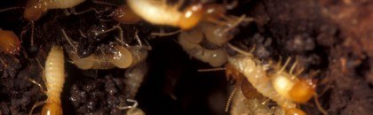 formosan subterranean termites