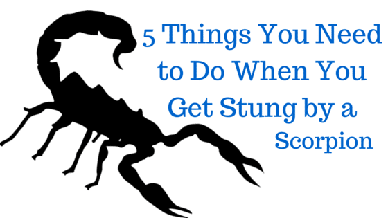 5 Things You Need to Do When You Get Stung by a Scorpion