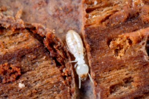 DIY Termite Control Mesa: Why Some Would and Some Won’t Use Them
