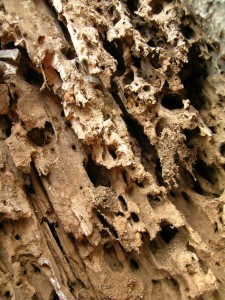 DIY Termite Control: The Pros and Cons