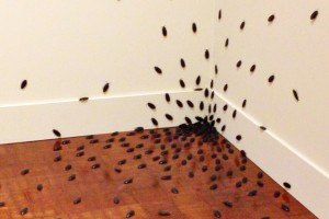 Our pest control company can help get roaches out of your San Tan home!