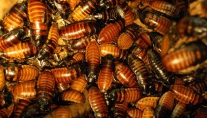 Professional Roach Infestation Services in Chandler