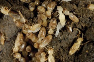 Queen Creek Termite Control Services