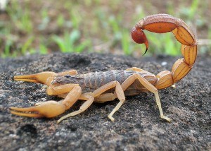 Our Gilbert Team Can Help Remove Scorpions From Your Home