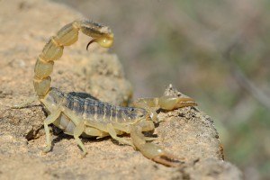 We offer affordable Queen Creek Scorpion Home Sealing Services