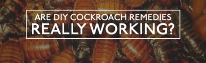 Cockroach Remedies Working?