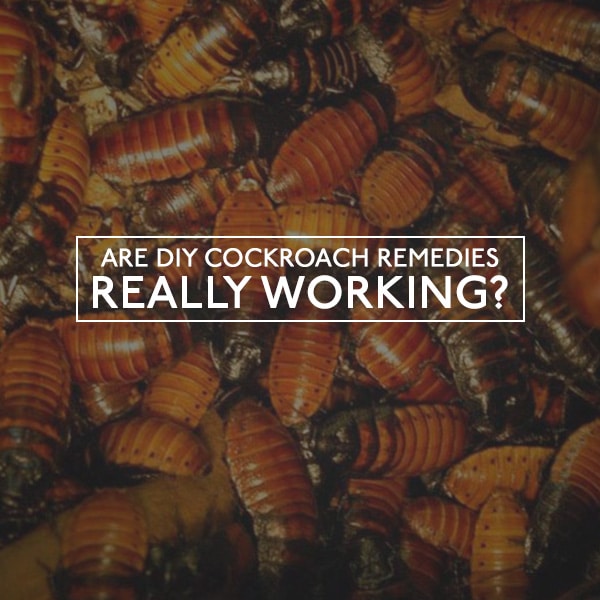 Cockroach Remedies Working?