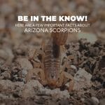 Arizona Scorpions