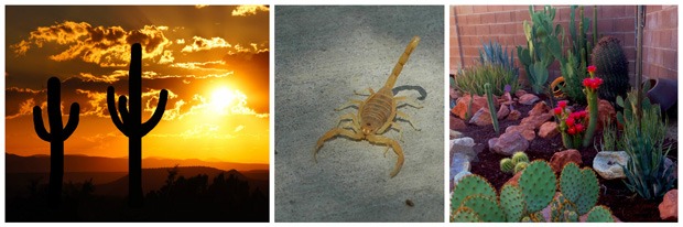 Be In The Know! Here Are A Few Important Facts About Arizona Scorpions