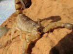 AZ Bark Scorpion in Mesa