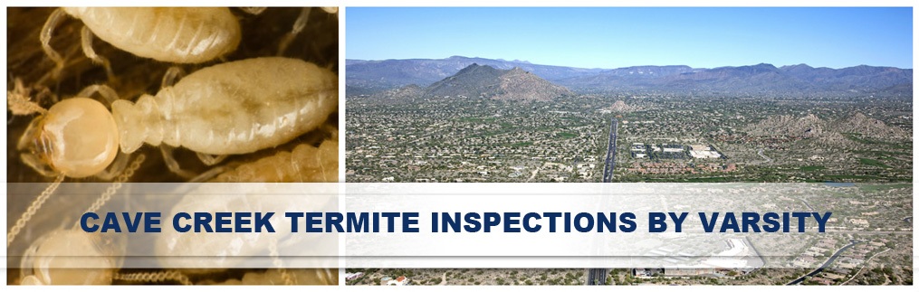 Experienced Termite Home Inspections Cave Creek By Varsity