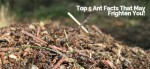 Top 5 Mesa Ant Facts That May Frighten You!