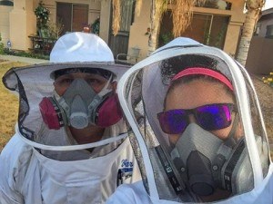 Mesa Bee Removal Experts At Varsity termite & Pest Control