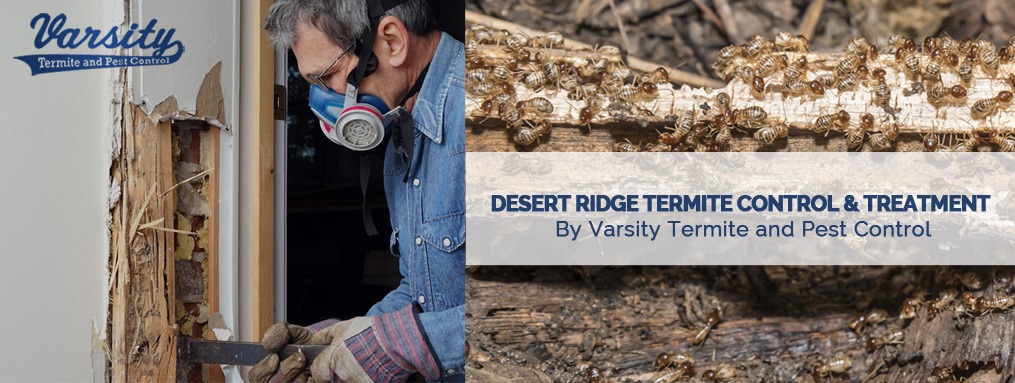 Desert Ridge Termite Control & Treatment Services By The Varsity team