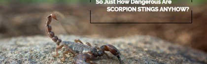 So just how dangerous are scorpion stings?