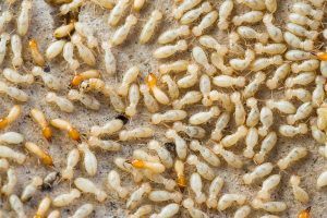 termites in chandler