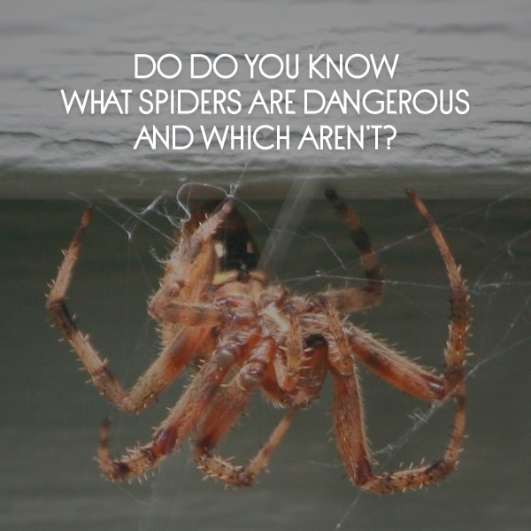 Dangerous Spider
