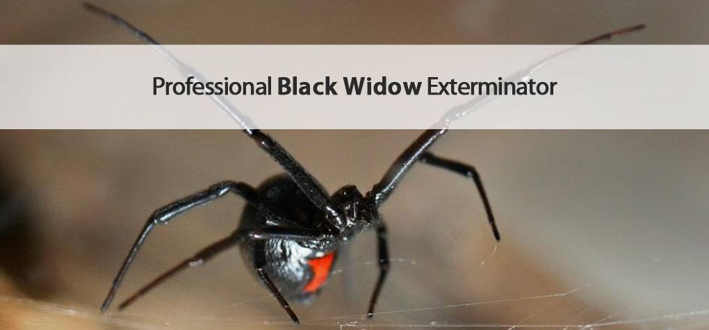 Varsity removes black widow spiders from your home in Mesa.