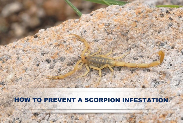 scorpion control arizona varsity