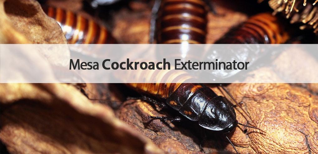 Varsity Mesa cockroach exterminator.