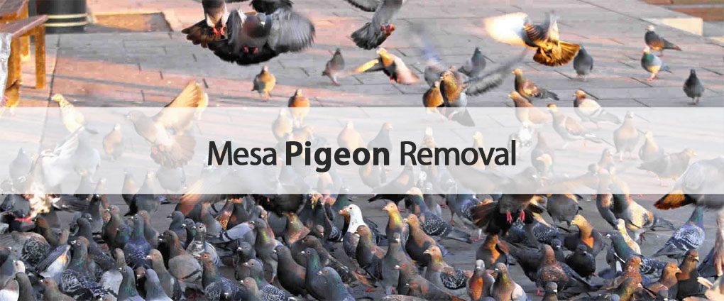 Varsity Mesa pigeon removal.