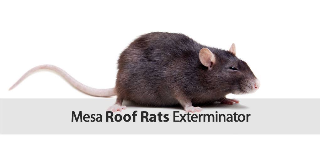Varsity Mesa roof rat exterminator.