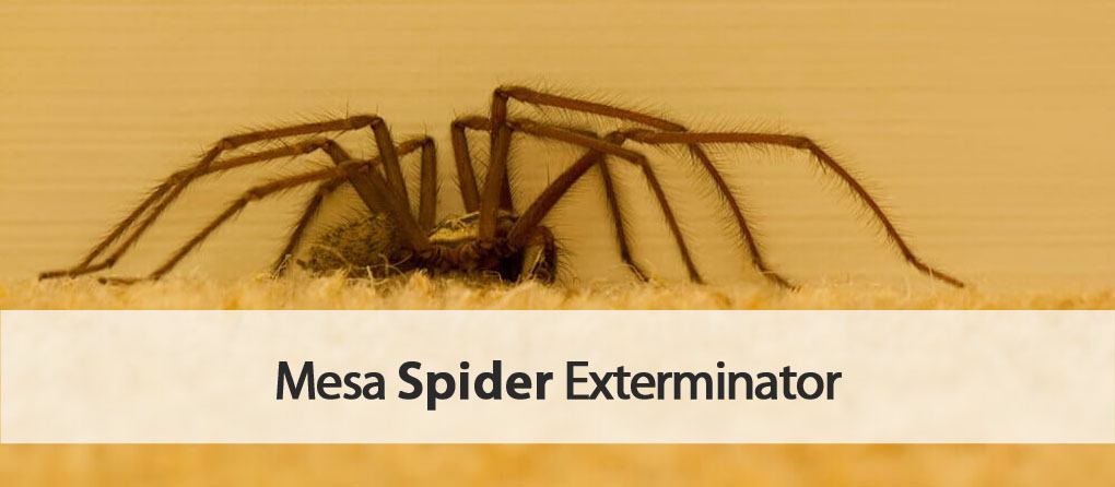 Varsity spider exterminator in Mesa.