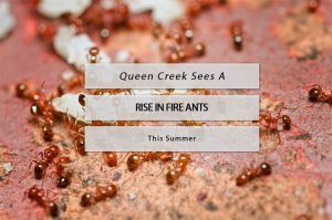 rise in fire ants