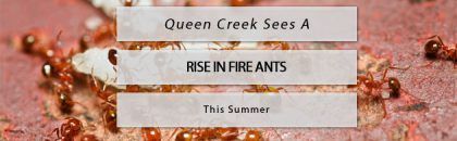 rise in fire ants