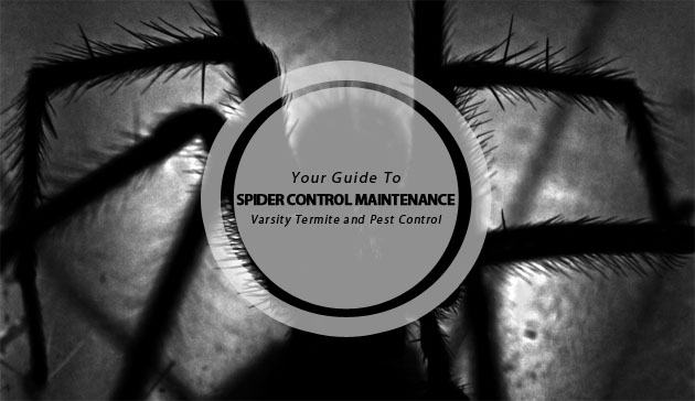 spider control maintenance