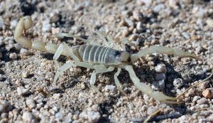 common scorpion