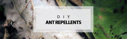 diy ant repellents