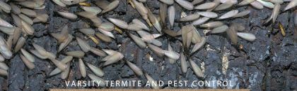 how to identify subterranean termites