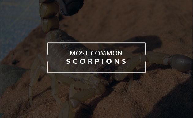 most common scorpions