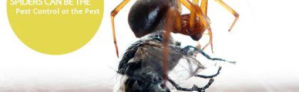spiders pest control