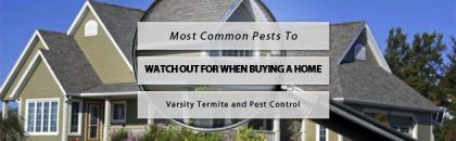common pest watch out buying home