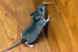 mouse in queen creek home