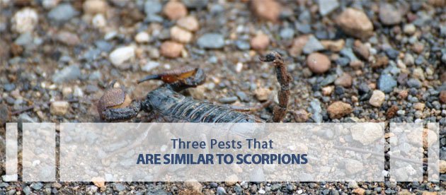 three pests similar scorpions