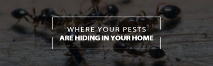 where your pests are hiding in your home