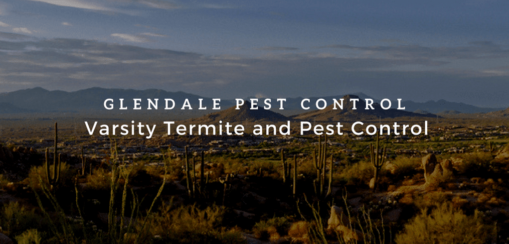 Glendale Pest Control Services with The Varsity Team